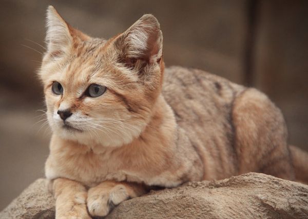Can You Tell A Wild Cat From A Pet Cat Neatorama