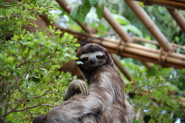 Why Do Sloths Move So Slowly? - Neatorama