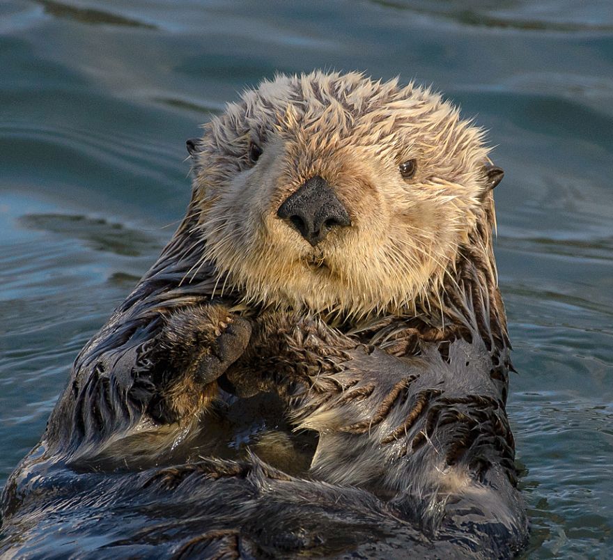 The Benefits of Having Sea Otters Among Us - Neatorama