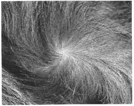 Influence of Coriolis Force on the Growth of Body Hair - Neatorama
