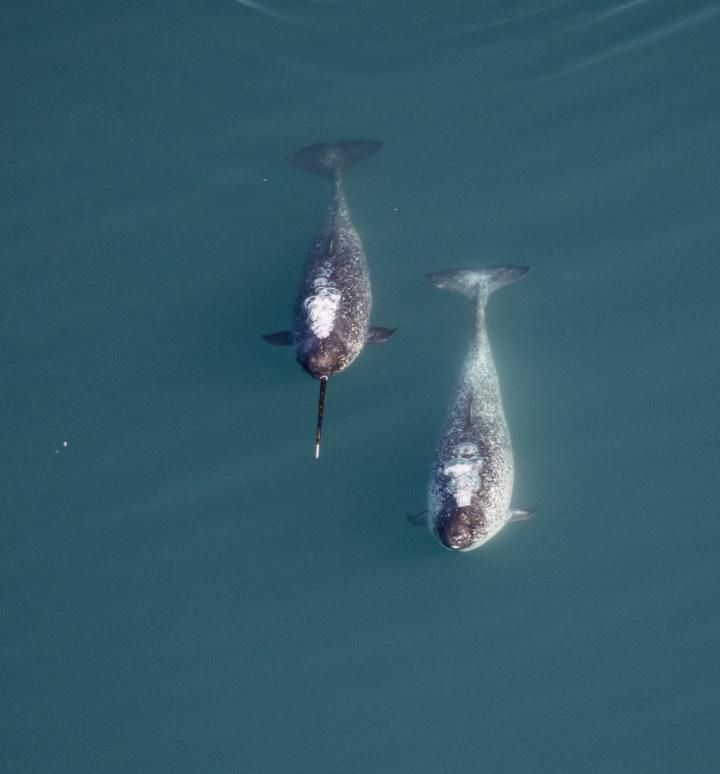 The Function of A Narwhal’s Tusk Neatorama