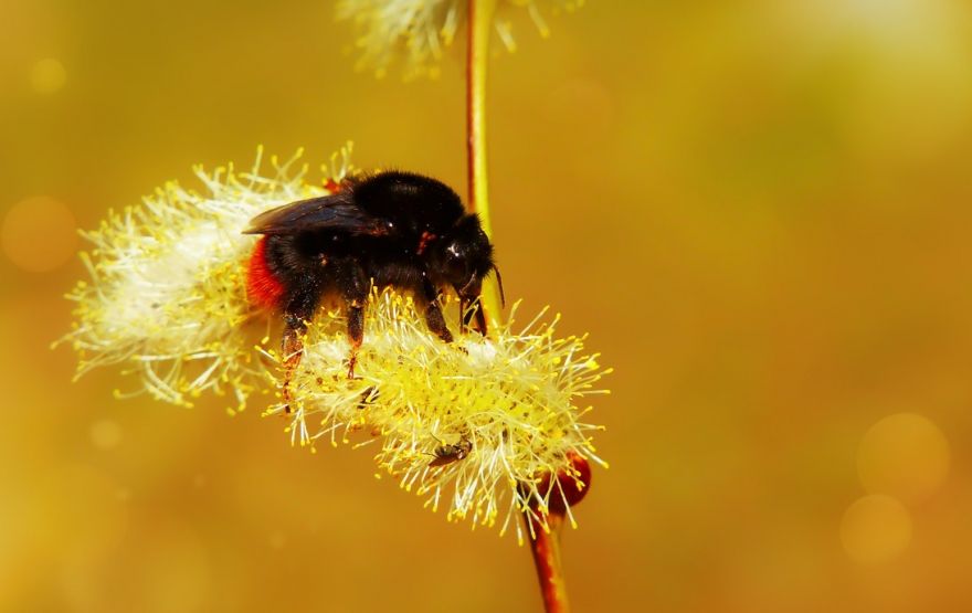 Bee Stripes' Color Diversity Explained - Neatorama