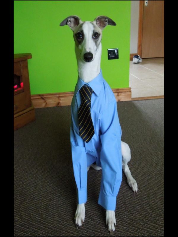 Well-dressed Whippet - Neatorama