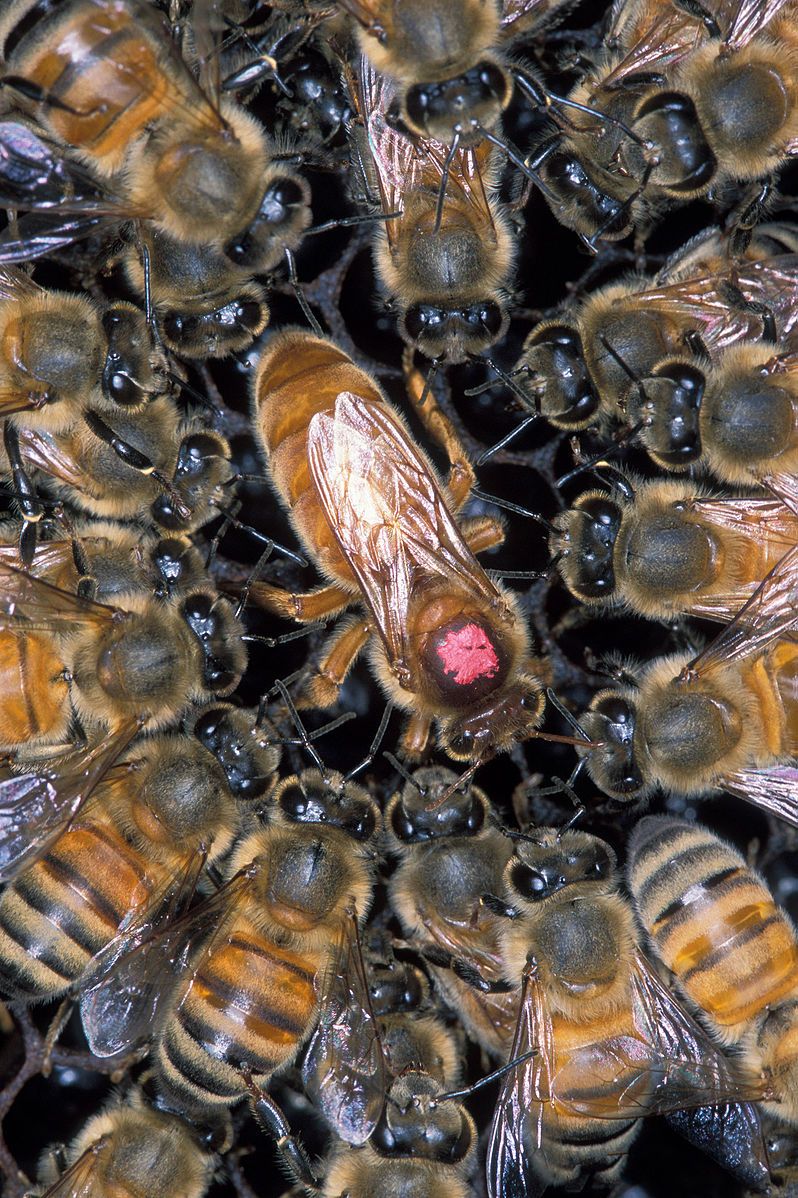 The Meaning Behind A Queen Beeâ€™s Tooting And Quacking - Neatorama
