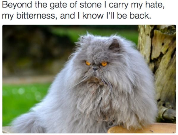 Black Metal Cats Reveals The Dark Thoughts Of Our Feline Friends ...