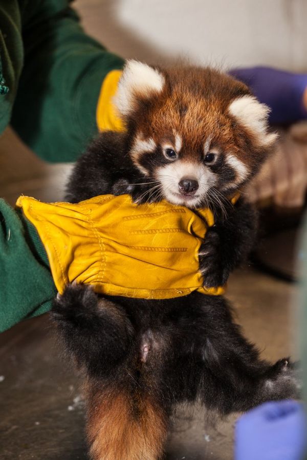 Lincoln Park Zoo's First Red Panda Cubs Get a Checkup - Neatorama