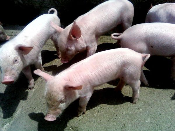 Animal Smelliness: Swine and Stinky Chicks - Neatorama