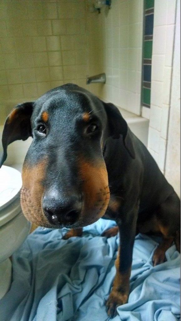 Funny Swollen Faces of Dogs After Eating Bees - Neatorama