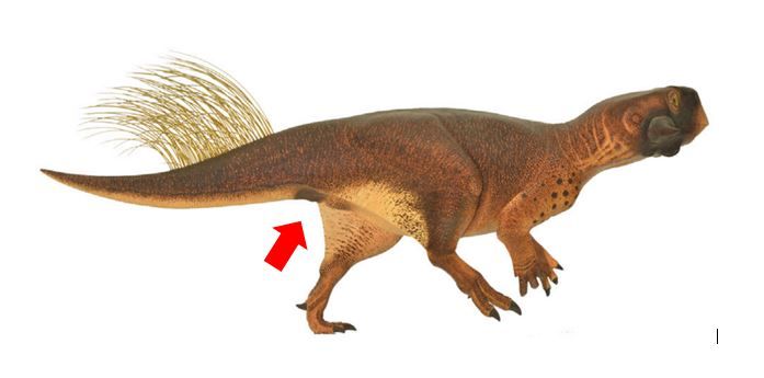 We Finally Know What A Dinosaur Anus Looks Like