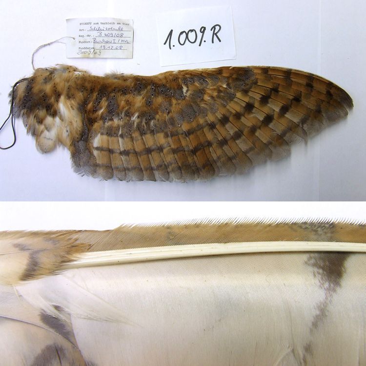 Owl Wings Are Inspiring Researches To Silence Wind Turbines and ...