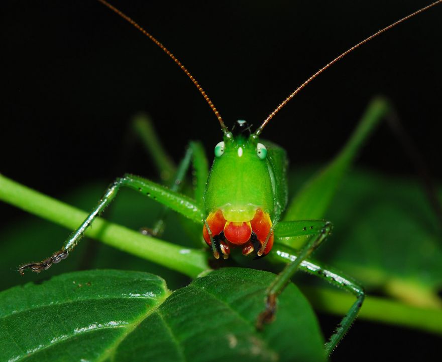 Катидид. Катидид кузнечик. Predatory Katydid. Катидид насекомое. Розовый Катидид.