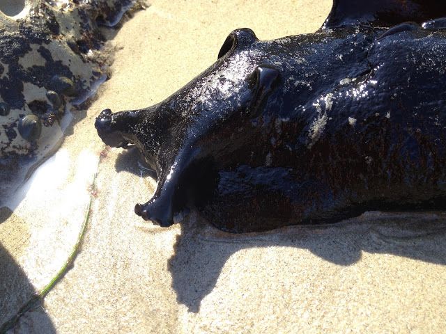 The California Black Sea Hare World S Largest Sea Slug Neatorama   The California Black Sea Hare World S Largest Sea Slug 0 X 