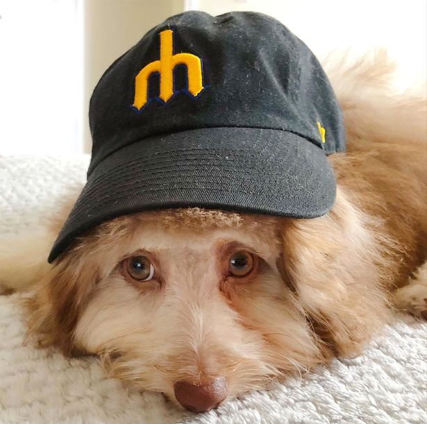 Adorable or Spooky? This Dog Looks so Human He'll Make You Look Twice