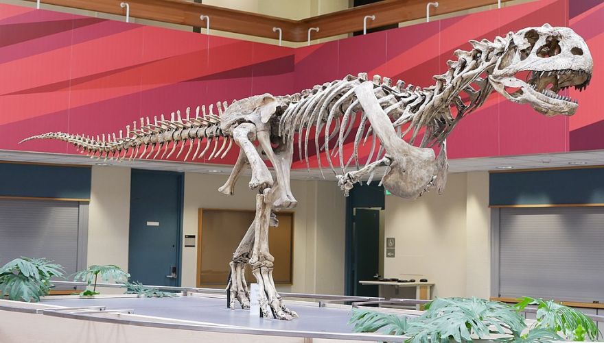 Massive Dinosaurs Grew Their Sizes In Two Different Ways - Neatorama