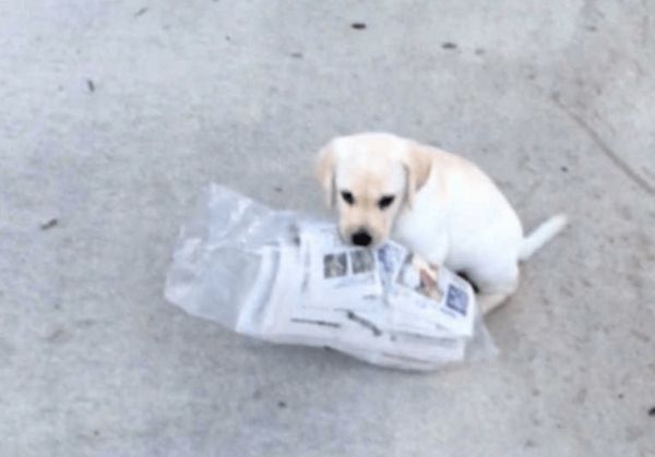 Tiny Puppy Tries To Fetch The Newspaper - Neatorama