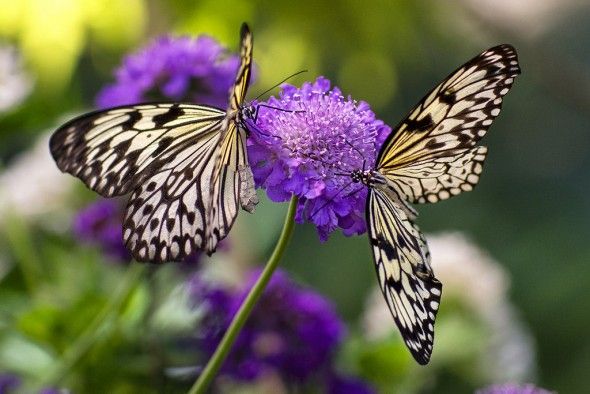 Interesting Facts About Butterflies - Neatorama