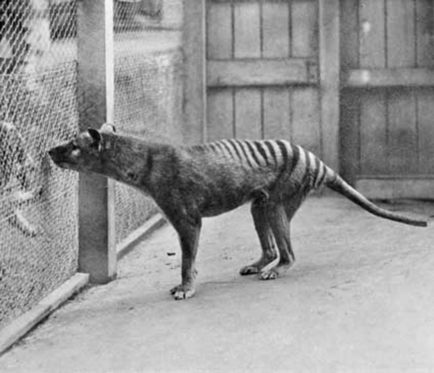 Tasmanian Tiger Sightings - Neatorama