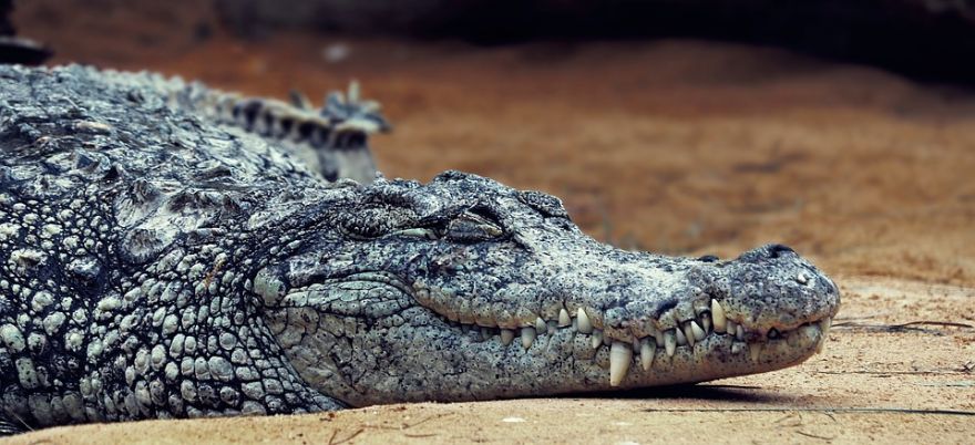 Ancient Vegetarian Crocodiles Actually Existed - Neatorama