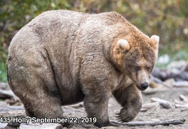 Fat Bear Transformation - Neatorama