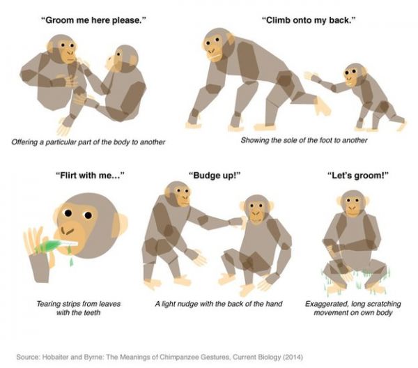 The 66 Gestures Chimpanzees Use To Communicate With Each Other - Neatorama