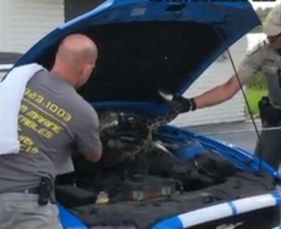 A 10 Foot Python Was Found Under A Hood Of A Car - Neatorama