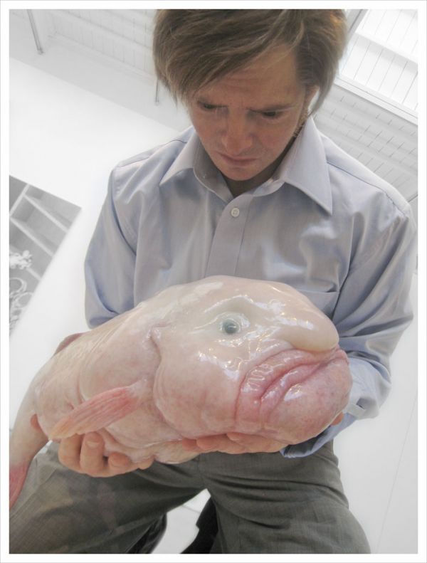 Spotlight - The Blobfish: The World's Ugliest Fish?