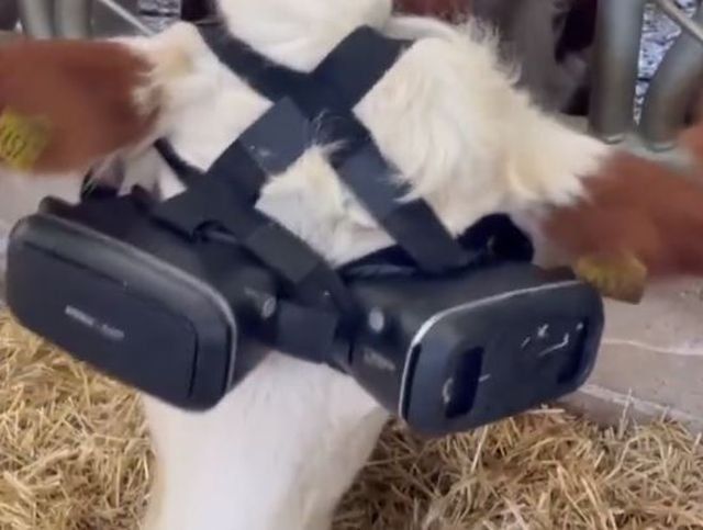 Farmer Puts VR Headsets on Cows to Make Them Produce More Milk