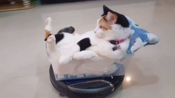 Cat Rides On A Roomba Like A Boss Neatorama