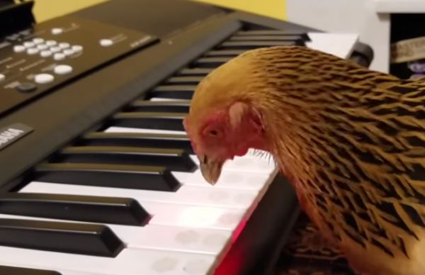  Chicken Plays America the Beautiful - Neatorama