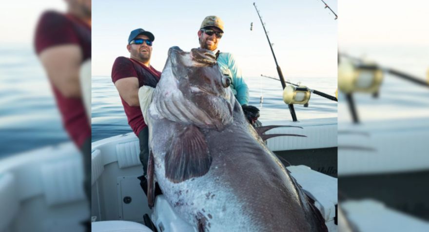 Florida Fishermen Catch A Gigantic Warsaw Grouper - Neatorama