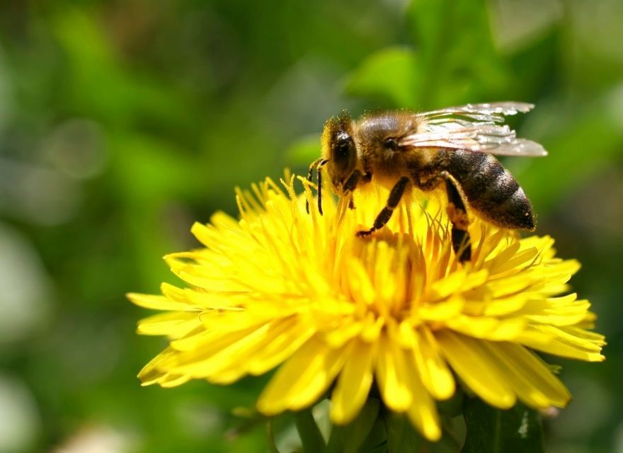 Bees Can Learn Math! - Neatorama