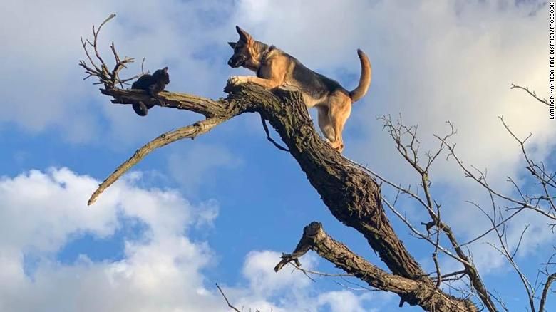 Dog Chases Cat Up A Tree Gets Stuck Neatorama