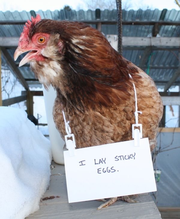 Animal Shaming Finally Makes Its Way To The Chicken Coop - Neatorama