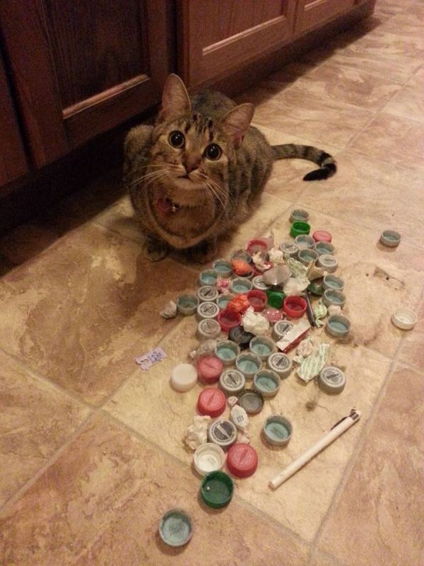 Cats Who Collect Things Neatorama