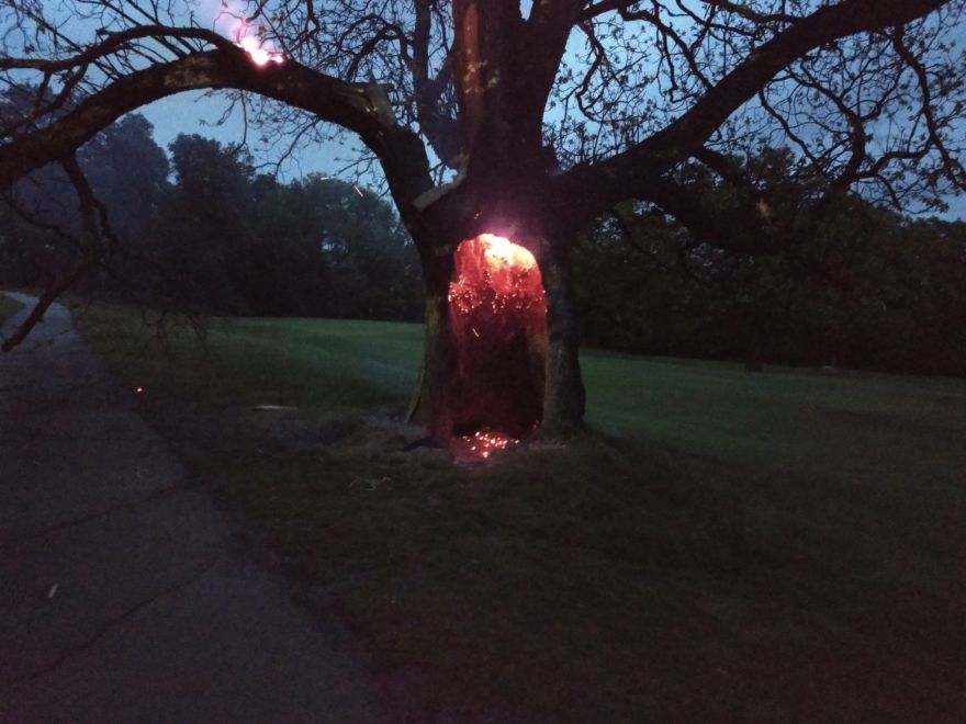 Tree Gets Struck By Lightning Seemingly Burns From Inside Neatorama 