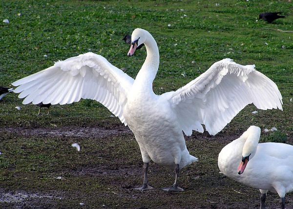 Why Don t We Eat Swans Neatorama