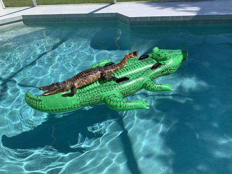 intex alligator pool