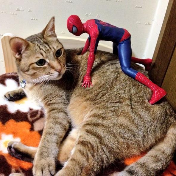 Spider-Man Cuddling with Cats - Neatorama