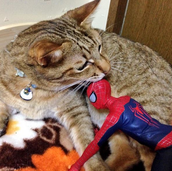 Spider-Man Cuddling with Cats - Neatorama