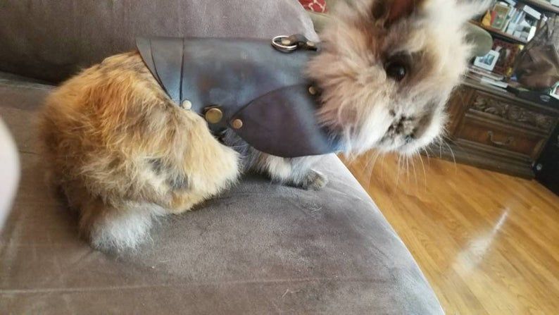Armor for a Rabbit - Neatorama