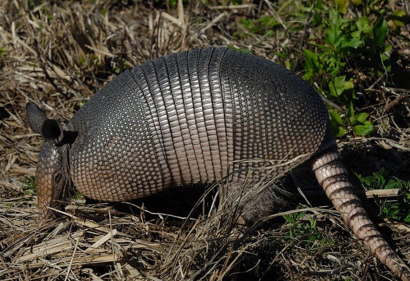 Reason No. 1 Why You Shouldn't Shoot an Armadillo: It May Just Shoot ...