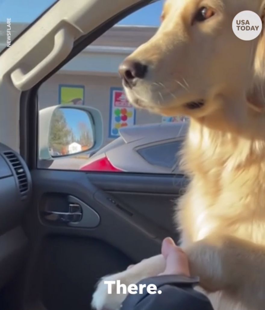 Anxious Dog Wants To Hold Hands While Riding Neatorama