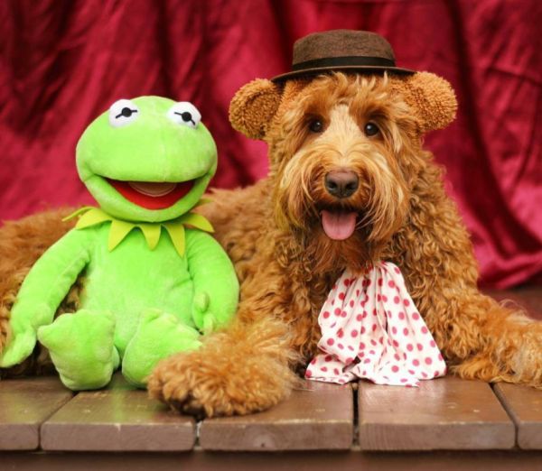 Oliver The Goldendoodle S Costumes Neatorama Oliver Is A Multi Talented Guy Though And He Also Has Many Interests Which Why Couldn T Be Limited To Just One Costume