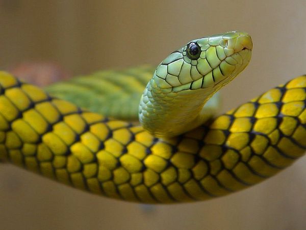 The Herpetologist Who Documented His Own Death For Science - Neatorama