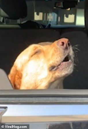 Dog Having The Time Of His Life After Given Anesthetic