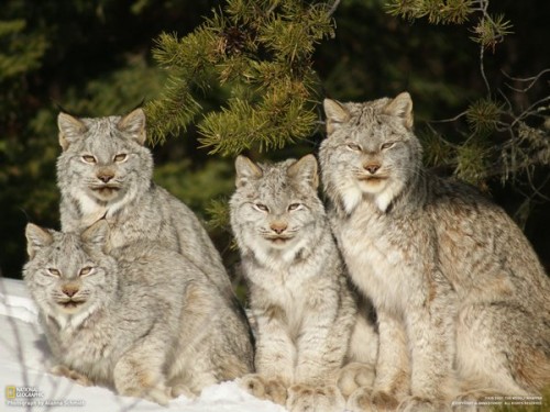 Lynx Family - Neatorama